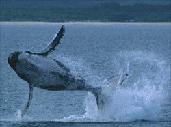 Calf flying high