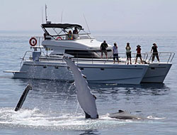sounds Unique anchored off Bikini Cliffs