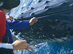 Hands reaching out to Whale