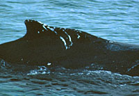 Owl Claw in 1994