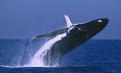 breach