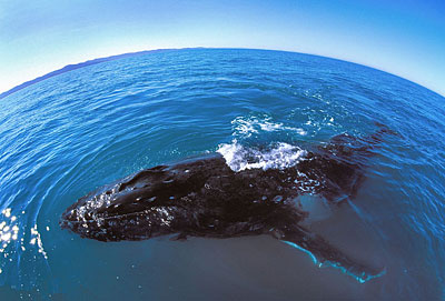 A close encounter of the Humpback kind!