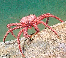 Crab. photo by  Craig Smith