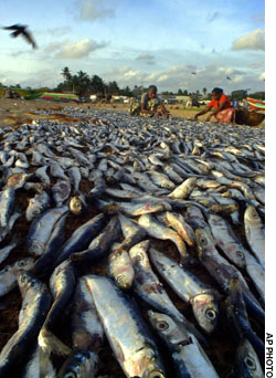 Dry fish on beach: Sri Lanka