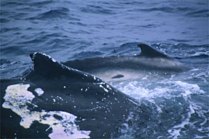 Phantom with her calf 'Raoul' in 1998