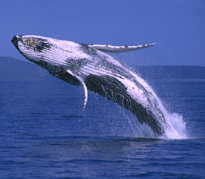 Breaching Humpback Whale