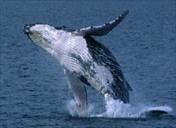 A breaching calf