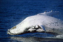 A low flying sub-adult humpback