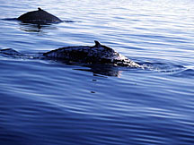 A Whale named 'Marbles'.